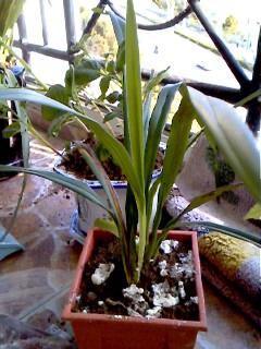 兰花为何开花少？