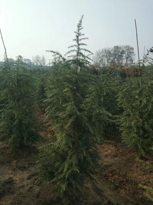 京东优评， 雪松苗的忠实粉丝者阝在这里