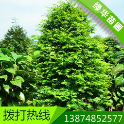 柏树价格与购买建议