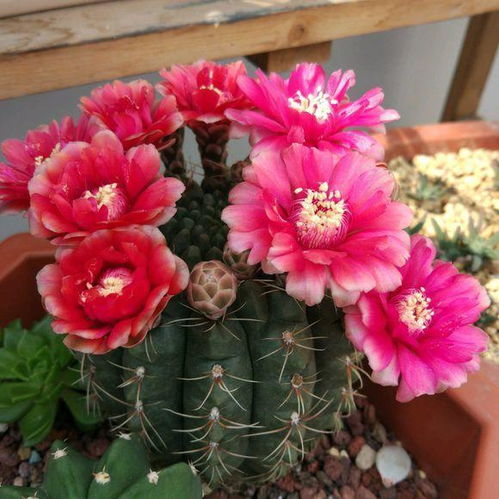 仙人球与刺球， 刺头的秘密