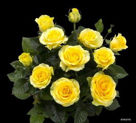 古董柯德娜月季的花期