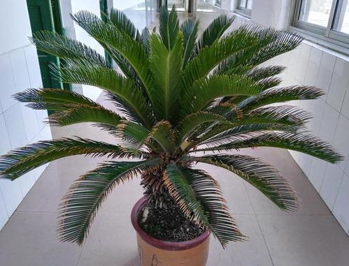 家里铁树开花是吉兆吗？各地说法各异