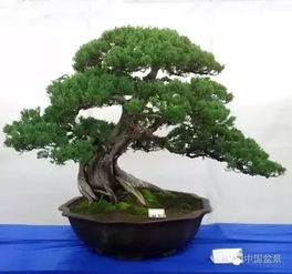 室内养护盆景树种类大盘点