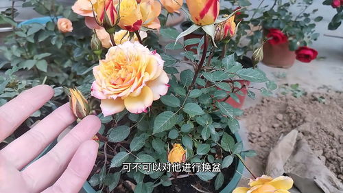 月季换盆时需要注意哪些要点和细节