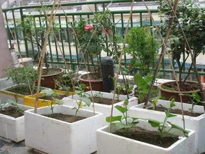 种菜心得：既要美观又要易养活， 这几种菜值得一试