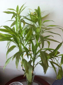 棕榈树的种类及特点