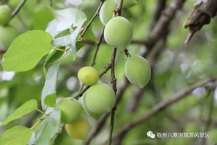 酸梅果成熟采摘时机揭秘，尽享酸甜滋味