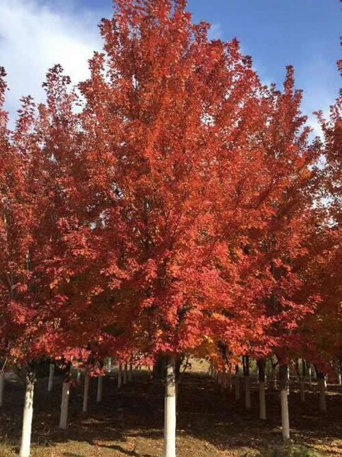 红枫苗价格揭秘：地径与价格的关系