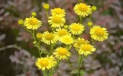 新手种花， 别被趋势迷惑了眼睛