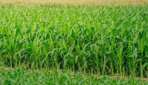 玉米种植施肥时使用什么复合肥或有机肥更适宜