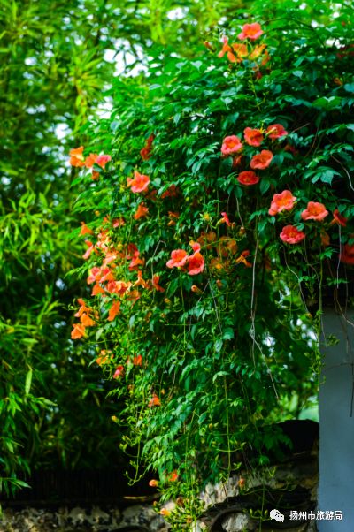 夏季移栽， 小心“烤”伤凌霄花
