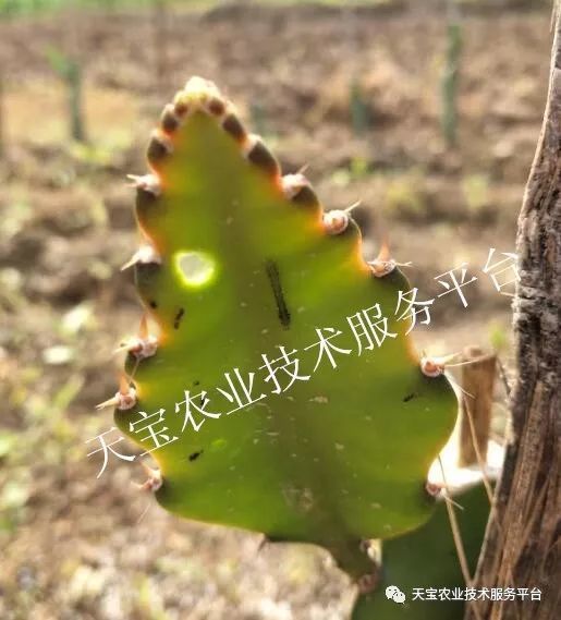 虫害爆发期如何科学防治？