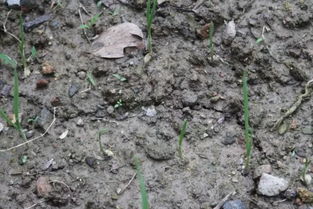 大蒜苗期常用除草剂介绍