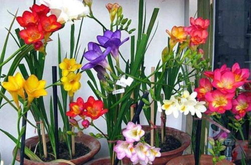 五月份播种的多年生草本花卉盘点