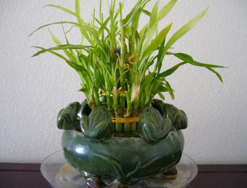 文竹：云雾状枝叶， 极具东方禅意