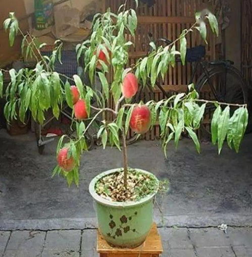 一、 直接播种的三大隐患