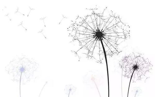 蒲公英草图，先画中心球