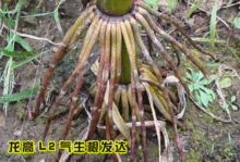 盐碱地种植玉米有哪些高产技巧和注意事项