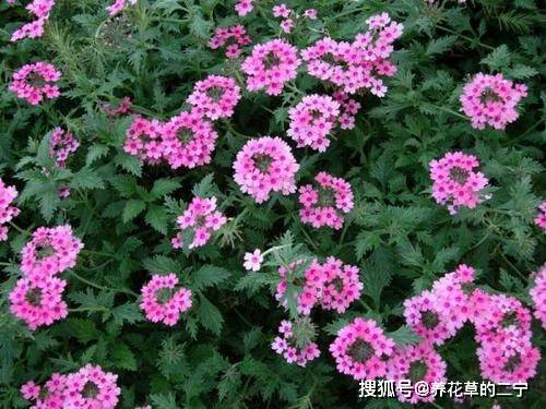 石竹、 太阳花、矮牵牛等花卉推荐