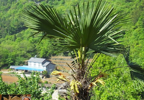 棕榈树的价值及种植意义