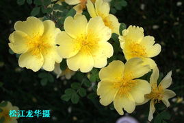 黄花槐：金黄色的梦幻