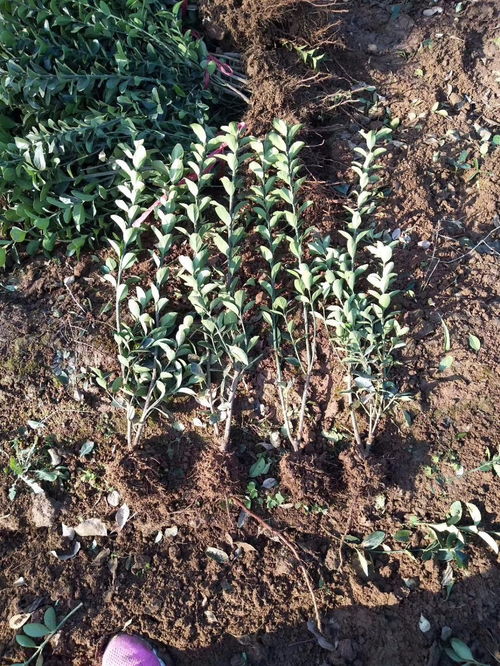 大叶黄杨斑蛾防治