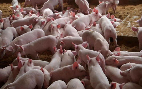 仔猪白痢中西药联合疗法，7天康复案例有哪些？