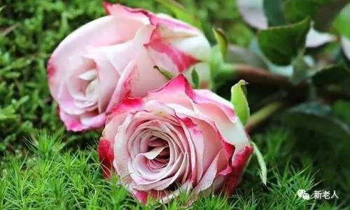 光照陷阱，要注意哦！