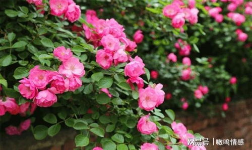 北京蔷薇花墙浪漫打卡地，这些地方不可错过！