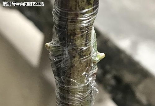 嫁接月季的注意事项