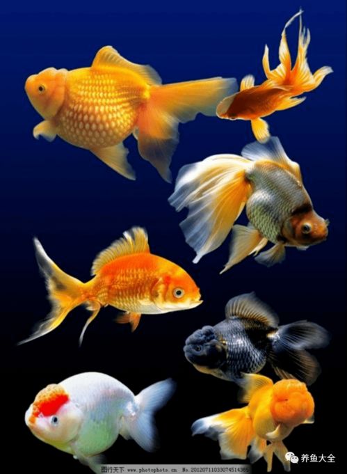 冬天如何科学养金鱼，避免金鱼冻伤或死亡