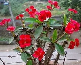 虎刺梅：懒人花卉