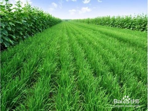 四、补救措施，让韭菜重新焕发生机