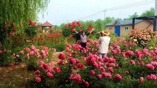 沈阳某生态园的混栽方案， 立体保温层提前花期