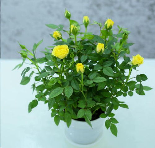 黑杆、烂根，如何应对？