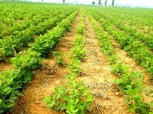 精喹禾灵+氟磺胺草醚：贵些但效果好