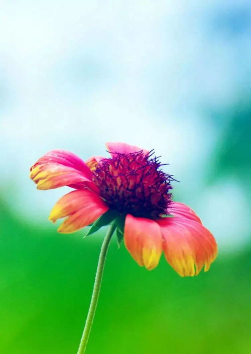 那些在高山之巅绽放的“奇花异草”