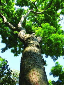 火眼金睛：如何辨别真伪