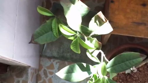 木本花叶干尖，为何枯萎如此迅速