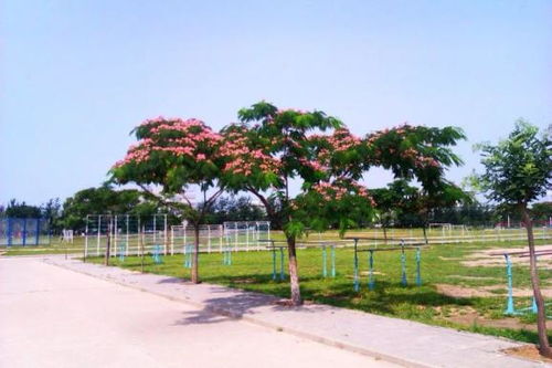 南方庭院花卉选择：美丽与湿润共存