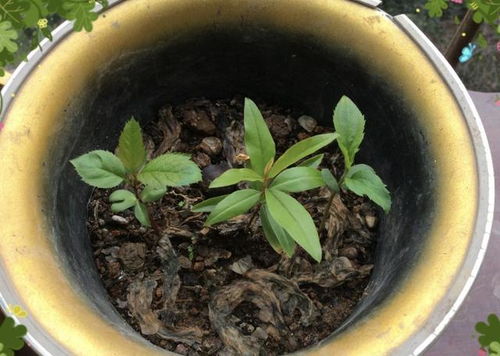 冬季的处理技巧