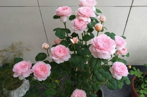 月季花修剪，别剪成“秃头”了！