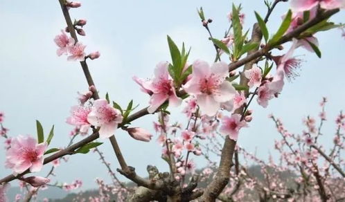 桃花提前开花，秘诀是什么