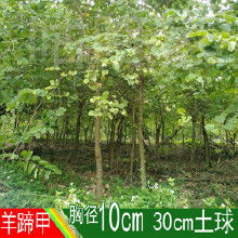 绿化苗木价格网上常见的绿化树苗有哪些？