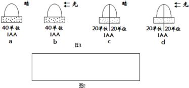 二、 常见的生长素种类