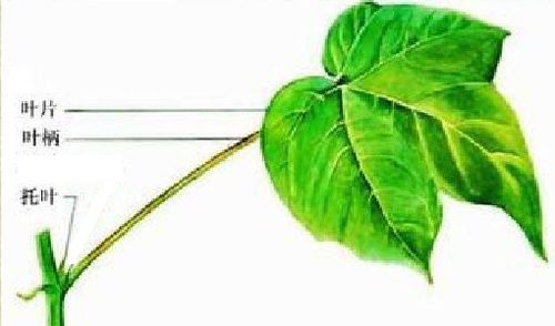 七叶树叶子为什么七个瓣？