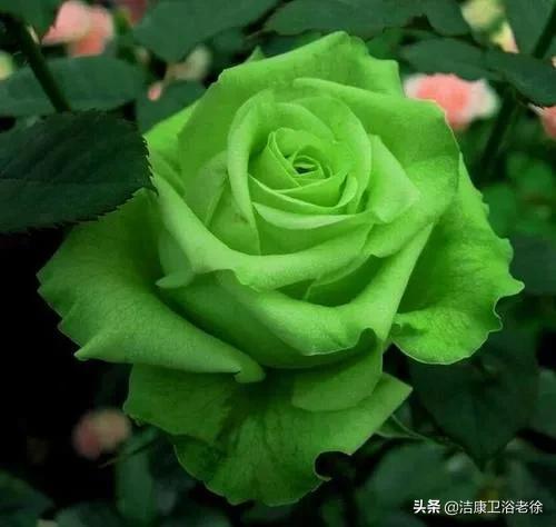 月季绿瓣病：花儿为何变绿了？