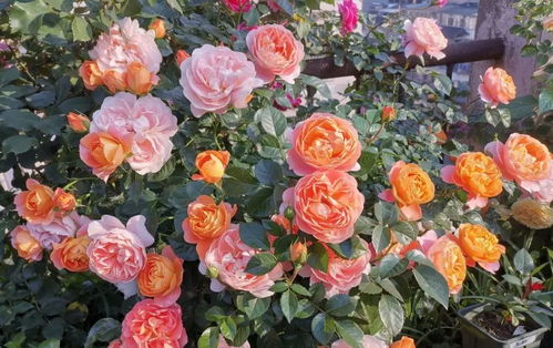 果酱VS果汁阳台：各有千秋