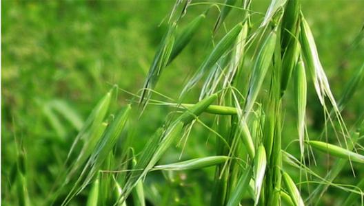 大蒜地里的野燕麦与野麦子， 除草剂的选择攻略