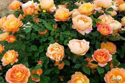 肥料需求， 因花而异